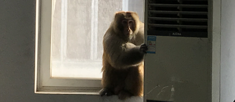 辦公室裝修魅力大，獼猴君亂入來“串門”！