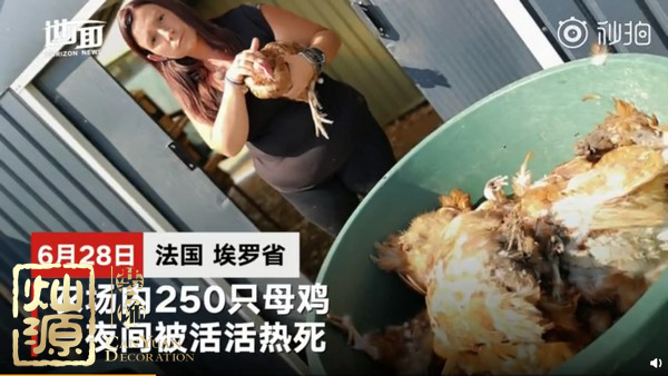 法國農(nóng)場母雞熱死 下一個可能就是辦公室里的你了 法國農(nóng)場母雞熱死 下一個可能就是辦公室里的你了